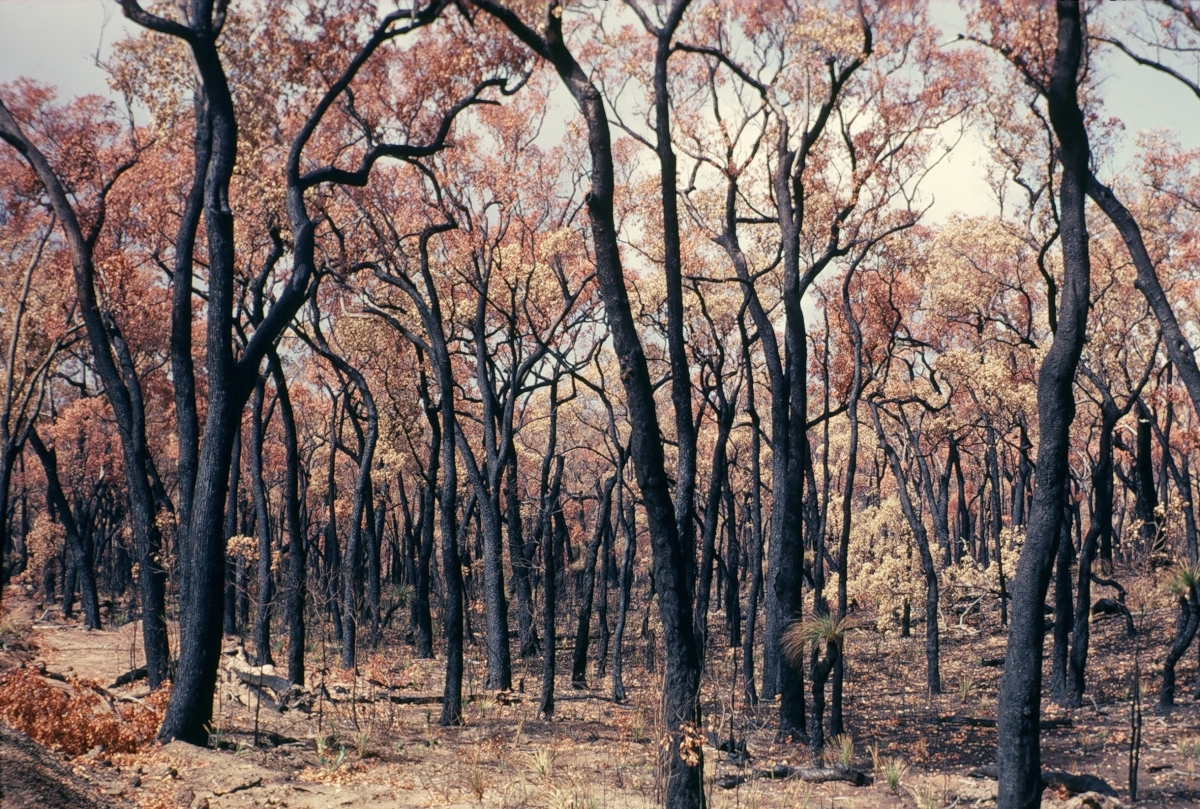 Jarrah (Eucalyptus marginata) Robert Powell Tree Pictures